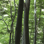 El Bosque interior