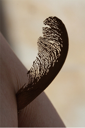 Aeolia