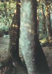 Sacred Trees (Heart Song), 2000