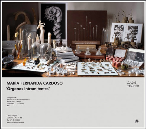 María Fernanda Cardoso, Órganos intromitentes