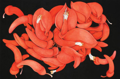 Erithrina crista-galli, Seibo, 2007