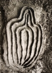 Untitled -Labyrinth of Venus Series-, 1982 de Ana Mendieta. Lelong Nueva York