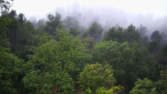 La cultura del paisaje: la montaña, el árbol y el río