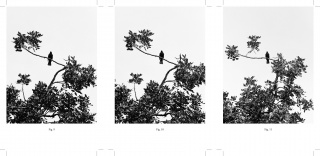 Turdus merula. O un recorrido por la primera casa donde vivi. Conceptual Andalusia. Vol. VII
