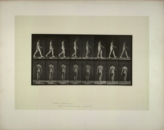 Eadweard Muybridge Animal locomotion: males (pelvis cloth).Pl. n°9: walking, 1887 © Collection La Cinémathèque française