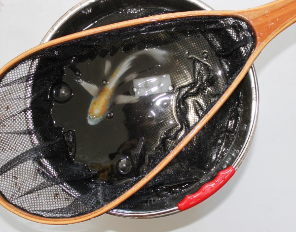 Koi (carpa)