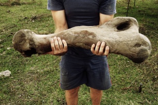 Sebastián sostiene un fémur del perezoso gigante Lestodon.