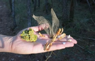 Natura ésCultura