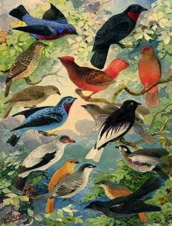"Anambés", litografia com algumas das inúmeras aves amazônicas catalogadas por Emílio Goeldi