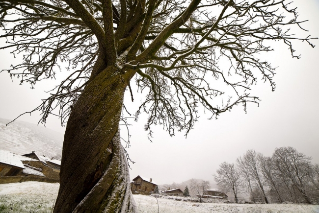 Adriana Olsina. Arbres singulars – Cortesía del INSTITUT D’ESTUDIS FOTOGRÀFICS DE CATALUNYA