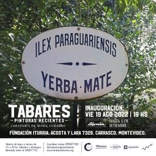 Ilex paraguariensis - YERBA MATE
