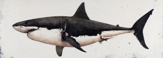 White Shark, de David Morago