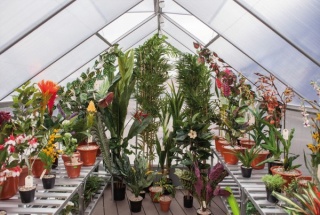 Expedición Berlín. Herbario de plantas artificiales. Invernadero de Mutisanias tropicales