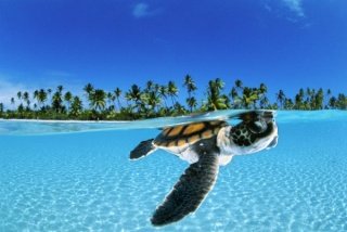 Baby Green Sea Turtle, French Polynesia_CR David Doubilet