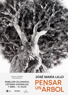 José María Lillo. Pensar un árbol
