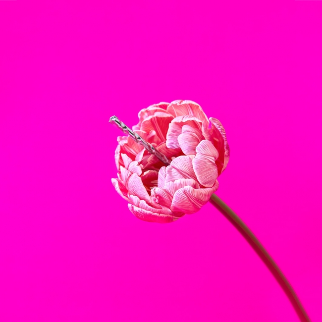 Alejandra García Fuertes. La vie en rose - Susana Cadahia — Cortesía de PHotoESPAÑA