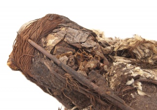 Chinchorro, trascender a la muerte. Imagen cortesía Museo Nacional de Historia Natural