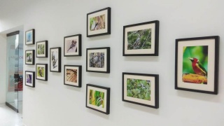 Exposición fotografía Aves del Huila