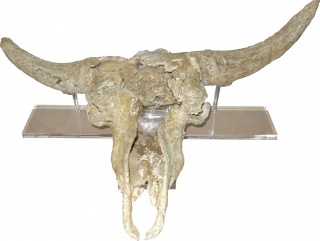 Kiputz, Cráneo de Kiputz — Cortesía del Museo San Telmo