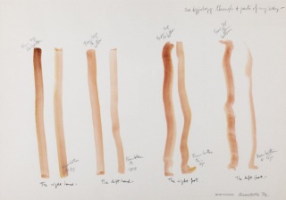 1 Typology through four parts of my body 1976  Acuarela sobre papel  50 x 70 cm