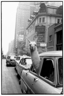 Una llama en Times Square, Nueva York, EE.UU., 1957 © Inge Morath © The Inge Morath Foundation/Magnum Photos