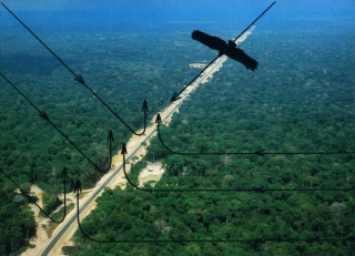 Regina Silveira, Trans-Amazonian Highway, 1977. Digital print. Photo: Estúdio de Arte. Courtesy of Regina Silveira.