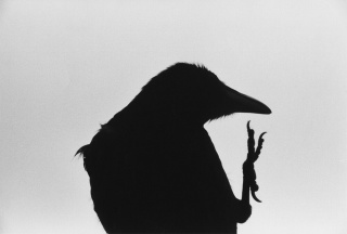 Masahisa Fukase, Ravens, Erimo Cape, 1976 © Masahisa Fukase Archives — Cortesía de PHotoESPAÑA