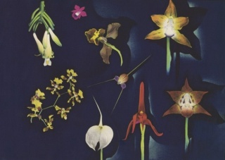 Luis F. Osorio, Colombian Orchids, 1941