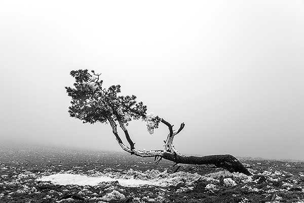 Natureza en branco e negro