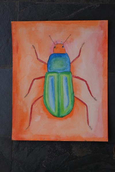 Insectos