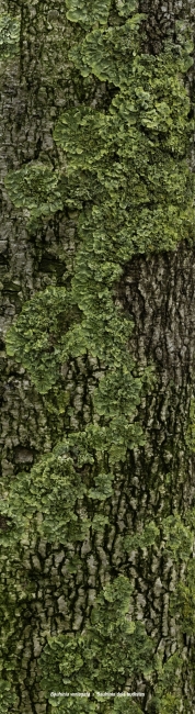 Jordi Ortiz. Bauhinia variegata  ?  Bauhi?nia dels budistes — Imagen cortesía de Artur Ramon Art