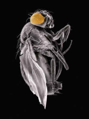 Che Marchesi Drosophila Melanogaster macho