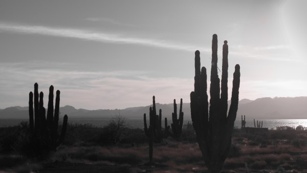 Horizonte. Isla Tiburón