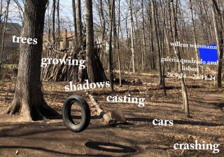 trees growing shadows casting cars crashing