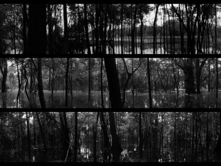 entangled, production images, panoramic views of recording sites in terra firma and flooded forest, Amanã and Mamirauá, Amazônia, Brazil, 2015