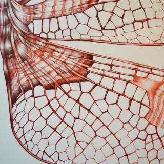 Rodolpho Parigi, detalhe -- libelulis myraxcium, 2015 -- lápis de cor permanente sobre papel -- 142 x 300 cm.