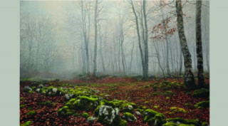 Arte y naturaleza