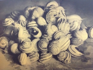 Hannah Collins, A cluster of snails