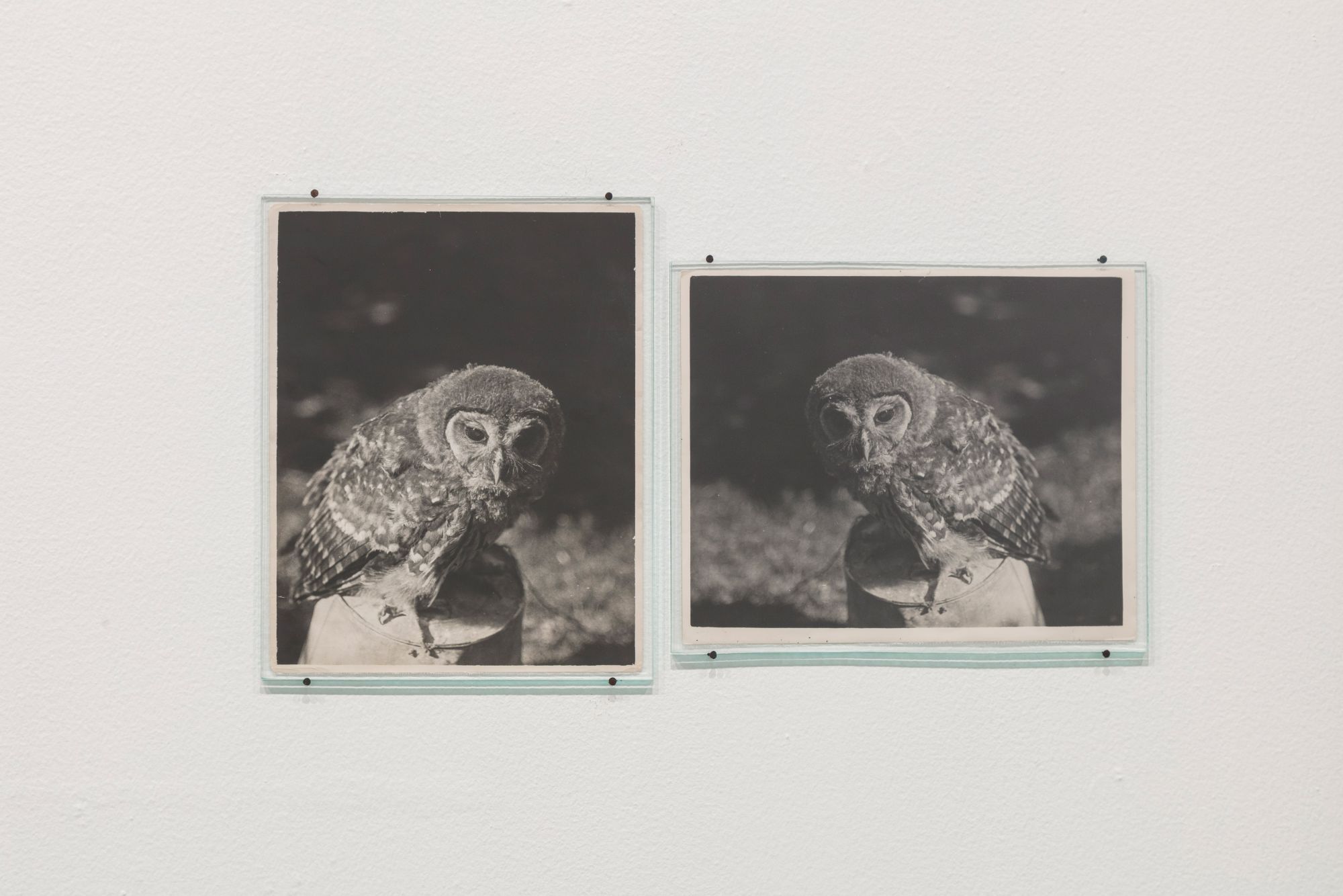 Owl (1932 / 1938) (2017) - Daniel Gustav Cramer