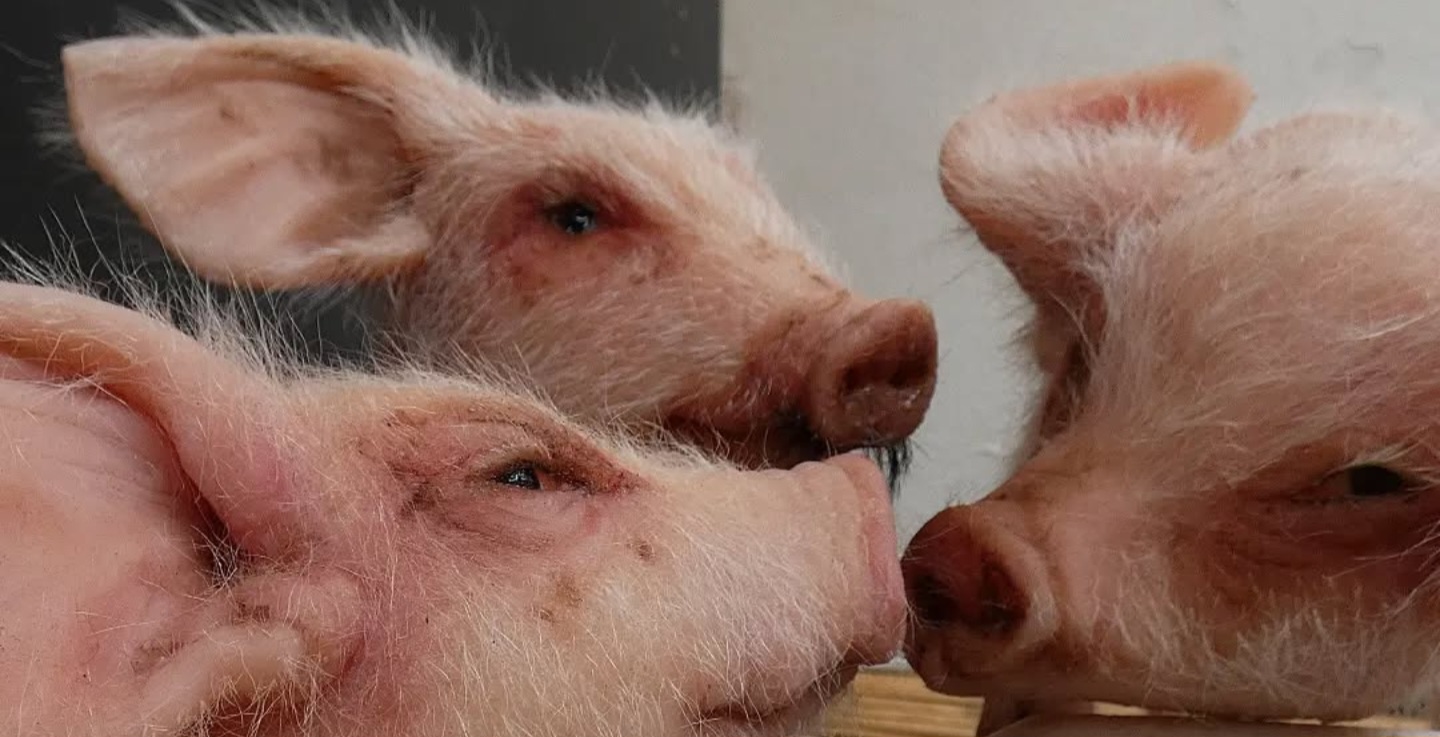 Animal Farm (2021) - Juan Piza