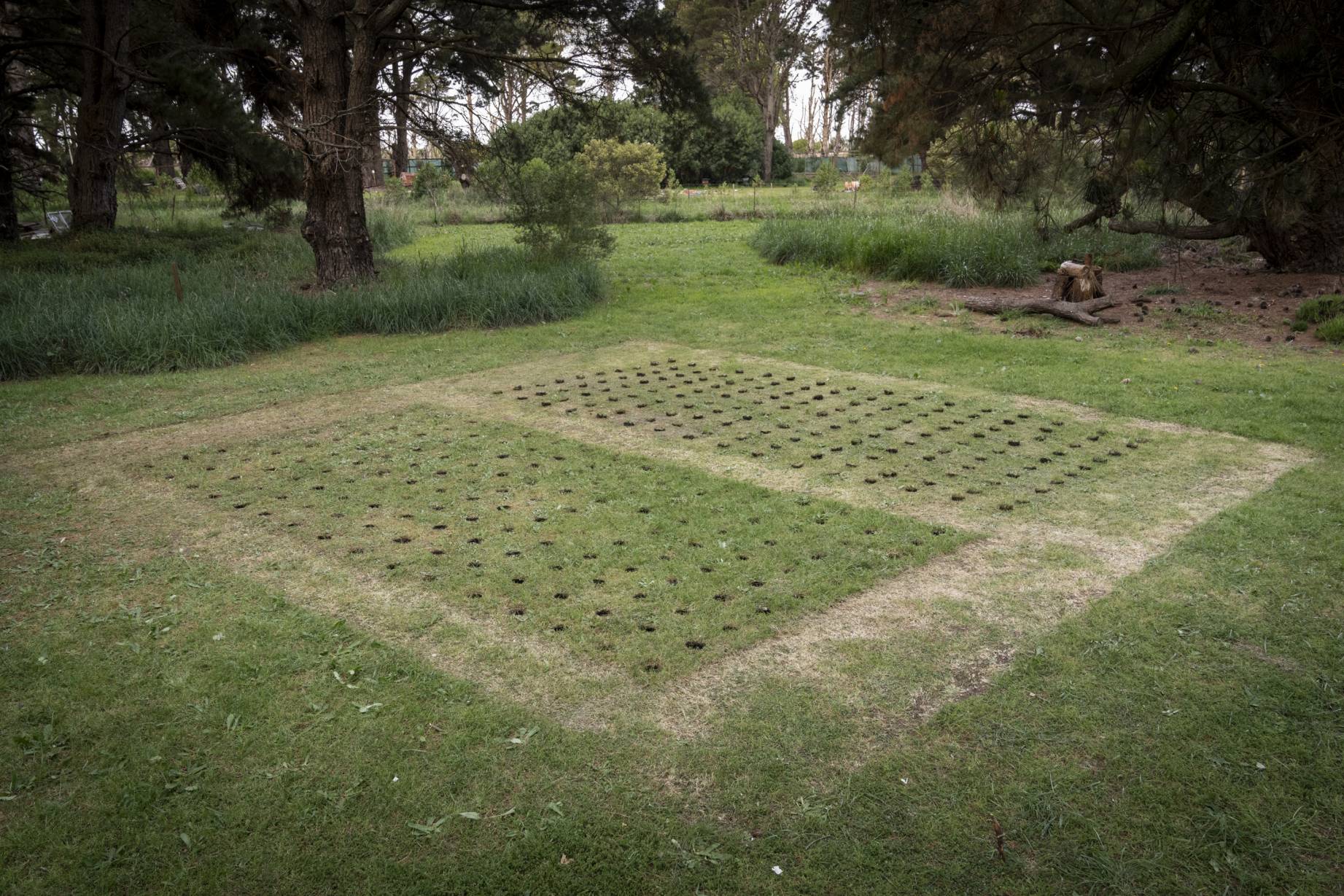 El último hogar de los pájaros (2024) - Francisco Paccini