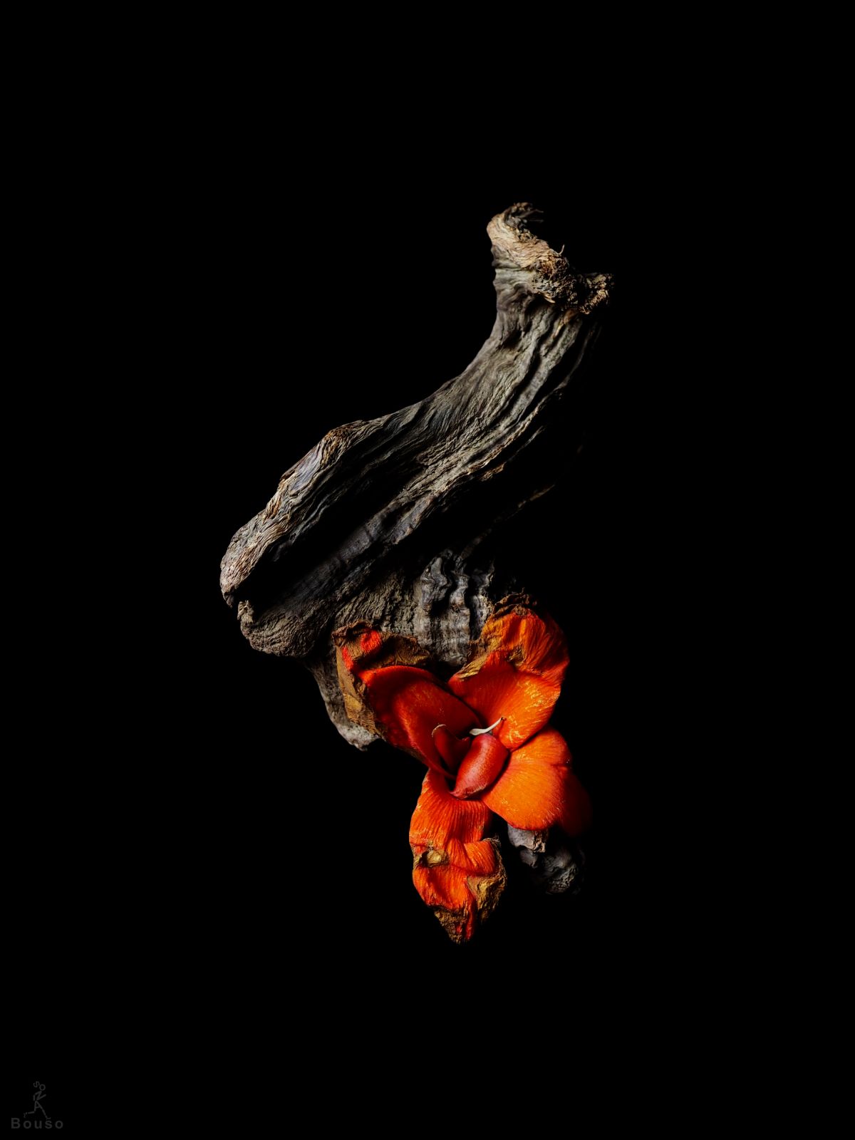 Aurantium (2024) - Sonia Bouso